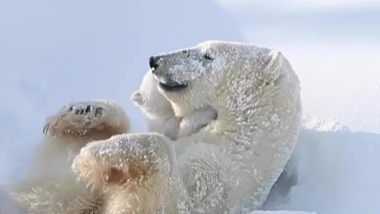 It is very beautiful #white_bears