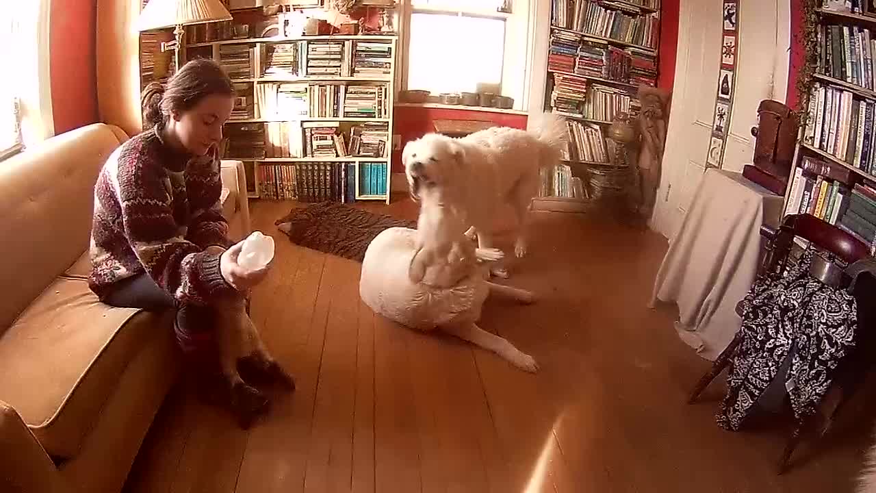 Guard dogs wrestle while in the office while orphan lamb is bottle fed.