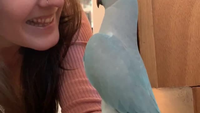 Parrot Plays Adorably with Mom