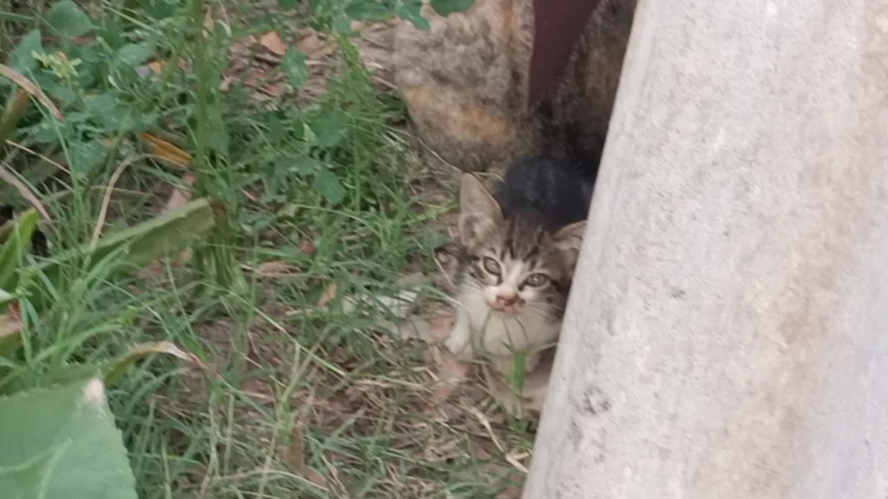 Cute kitty with Mama cat part 1πΊππ video Dreamworld123
