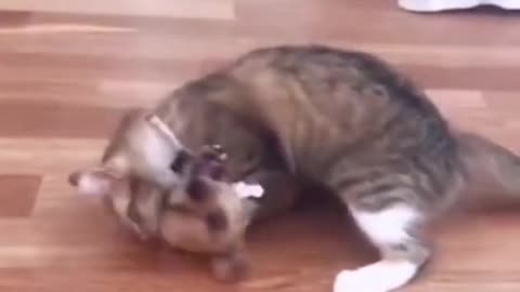 cute cat dog fight 2021 #shorts