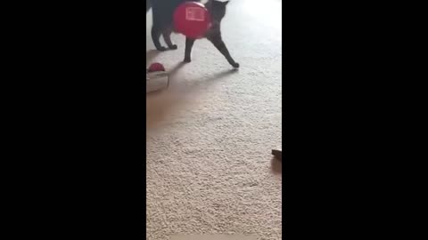 Funny Cat Fight