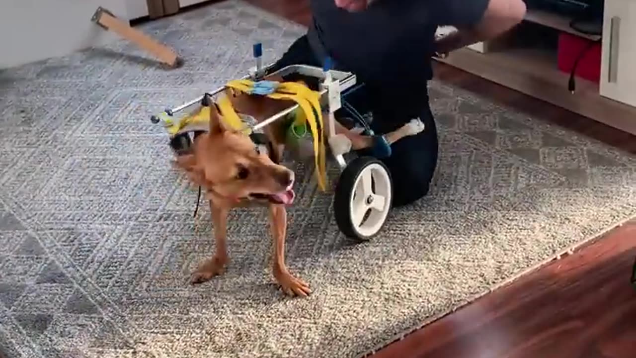 How to take care of a disable dog