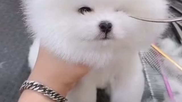 Sooo cuteeeee the baby doggy！Absolutely Hilarious