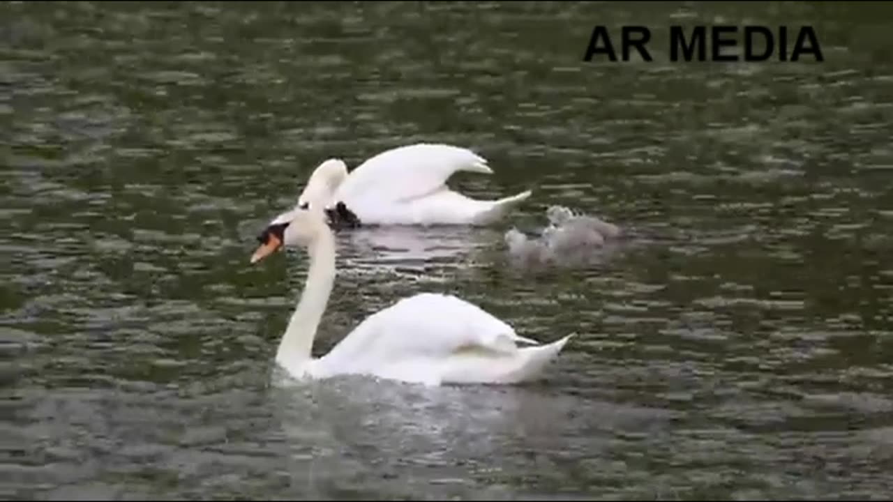 animal water video