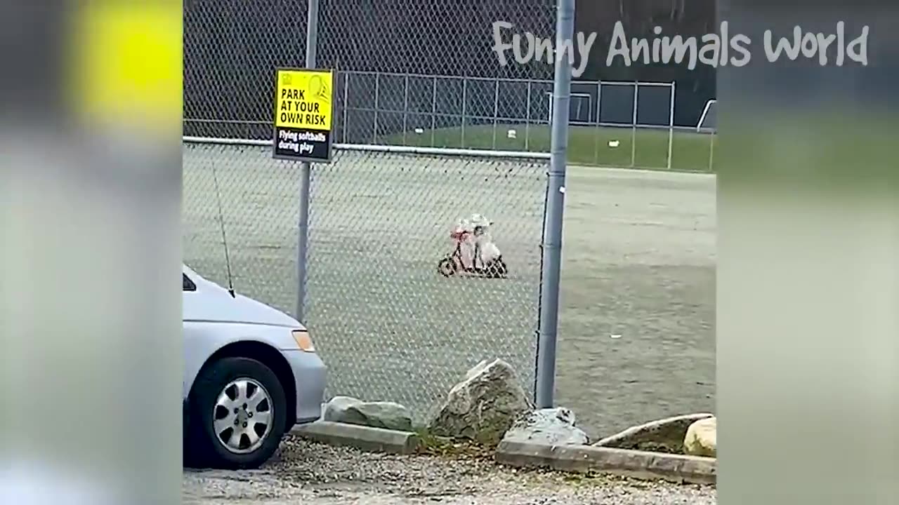 funniest cats and dogs