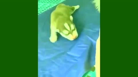 Funny Animals That Will Definitely Brighten Your Day Funny Animal Videos 2022