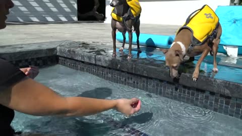 teaching my dog how to swim