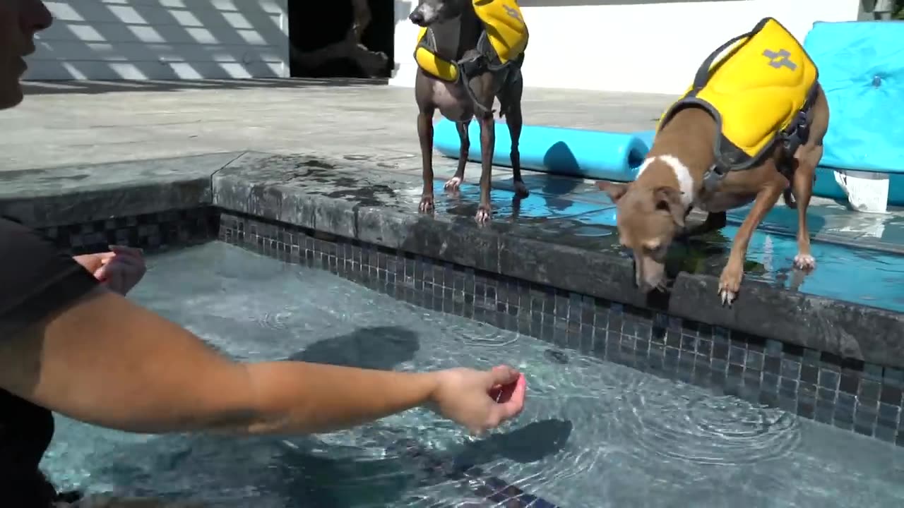 teaching my dog how to swim