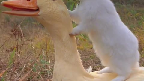 Cute Rabbit and duck