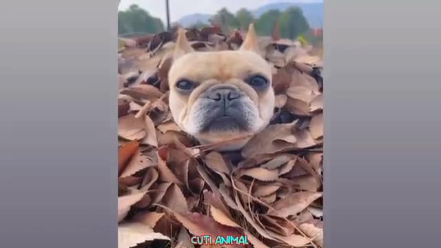 Dog Trying to underground but funny dog #viral#trending#funnydog#funnycat