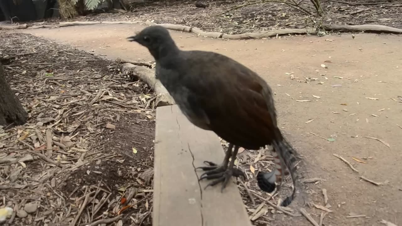 Lyrebird-The Best Songbird Ever