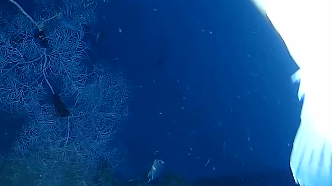 Beautiful healthy reef in 100m of water