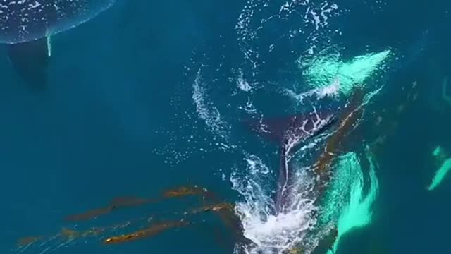 Listen to the sounds of these Danger Dolphins as they swim through some kelp!