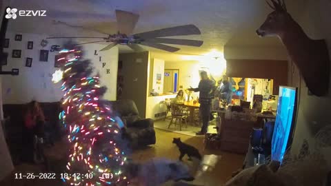 Dog Destroys Decorations