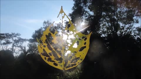 See the world through the leaves