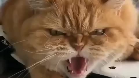 scary angry cats meow!!