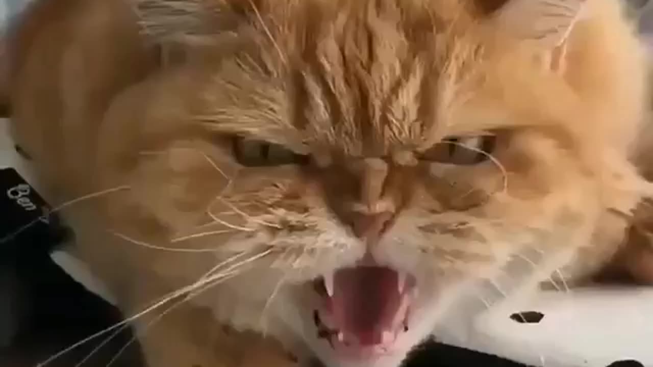 scary angry cats meow!!