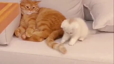 cute cats