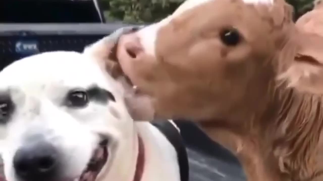 Dog meets a baby cow, and they instantly become best friends.