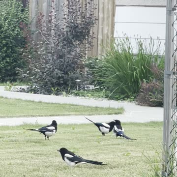 Magpies new family