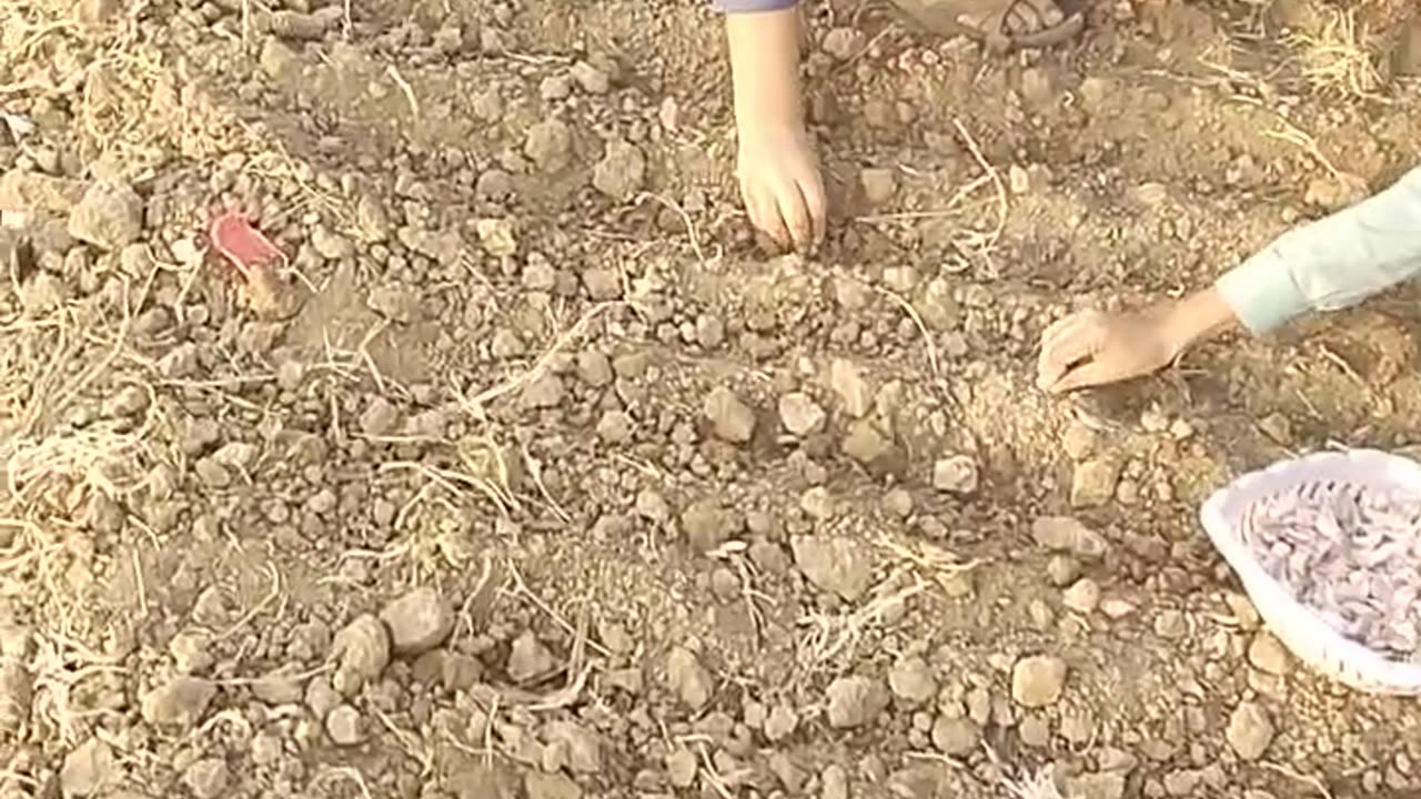 My nephews are growing up garlic.