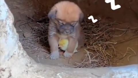 Adorable friendship between Tugou #puppy and a little duck. #dog #cutepuppy #puppies #shorts #short