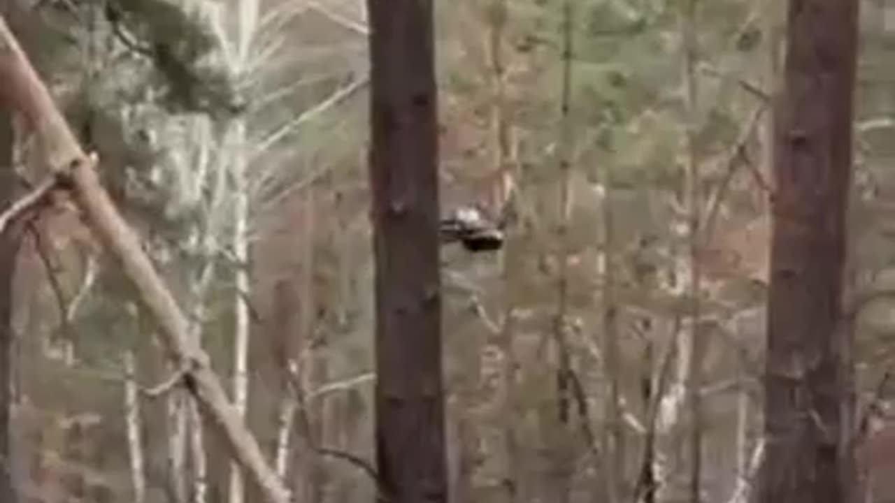 Ukrainian soldiers film a Russian FPV drone scouting the forest for enemies