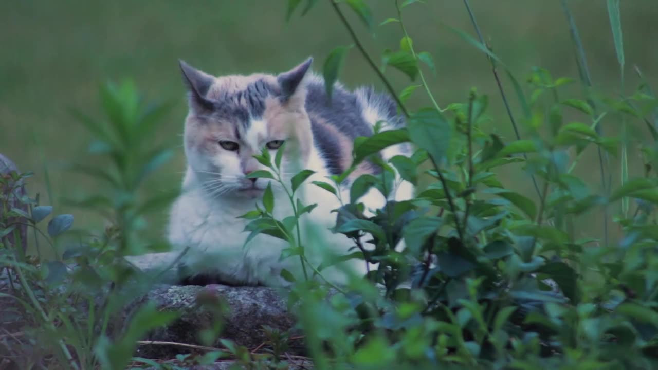 cat in the wild ready to hunt