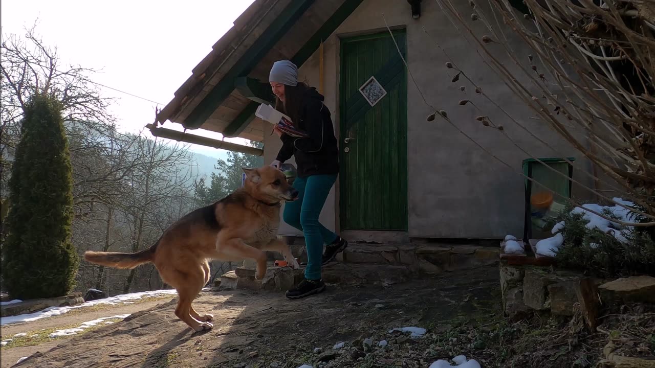 The dog is waiting for his owner to take him for a walk after (new dog video)