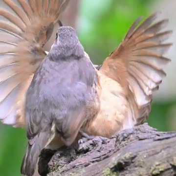 Subtlety isn’t this bird’s forté