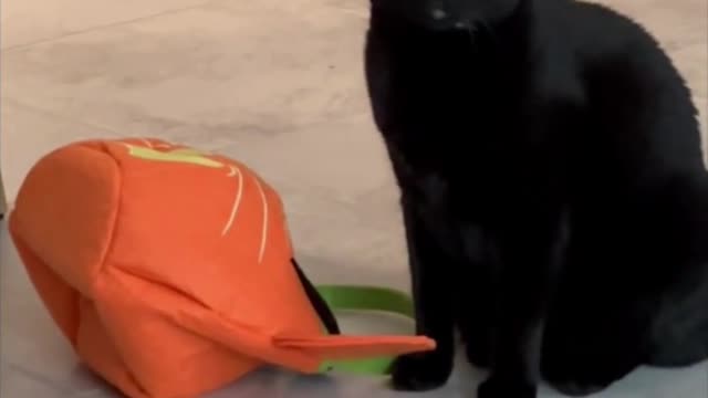 Adopting a Cat from a Shelter Vlog - Cute Precious Piper Looks At a Halloween Treat Bucket #shorts