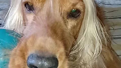 GOLDENDOG2022