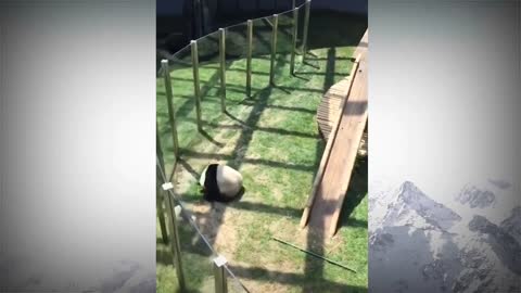 Cute Panda Behavior