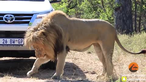 Lion Shows Tourist Why Windows Should be Closed!