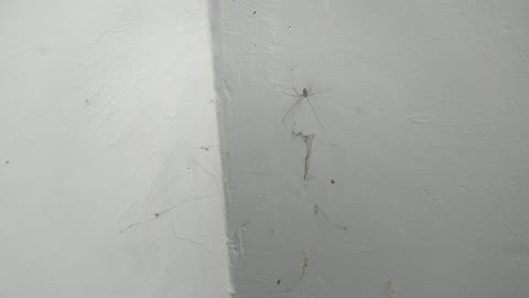 Spider in the wall