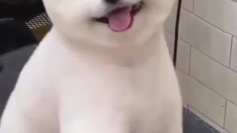 Cute and funny dog