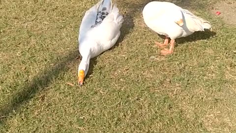 The White Peckin Ducks Pair in the Sarafi Park.