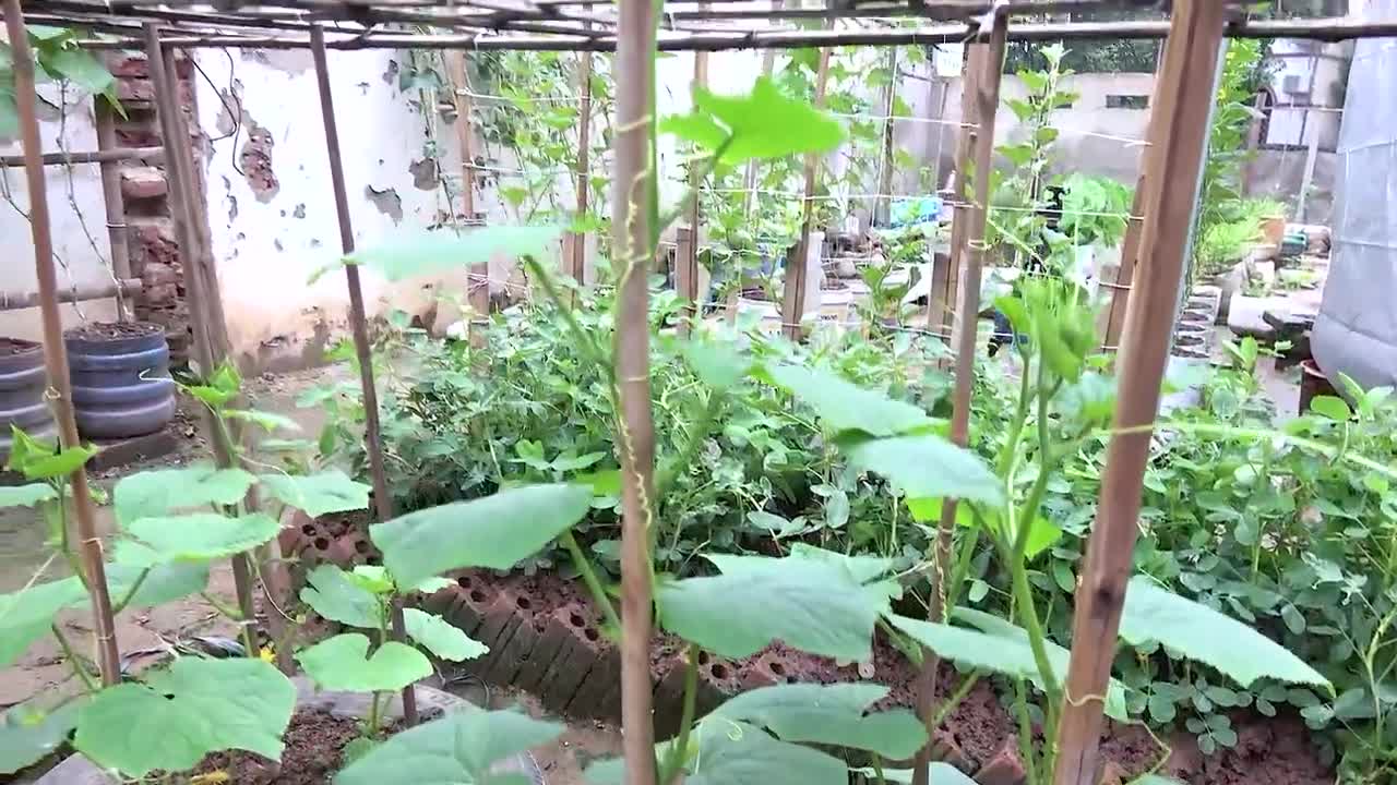 growing cucumber for beginner with many fruits