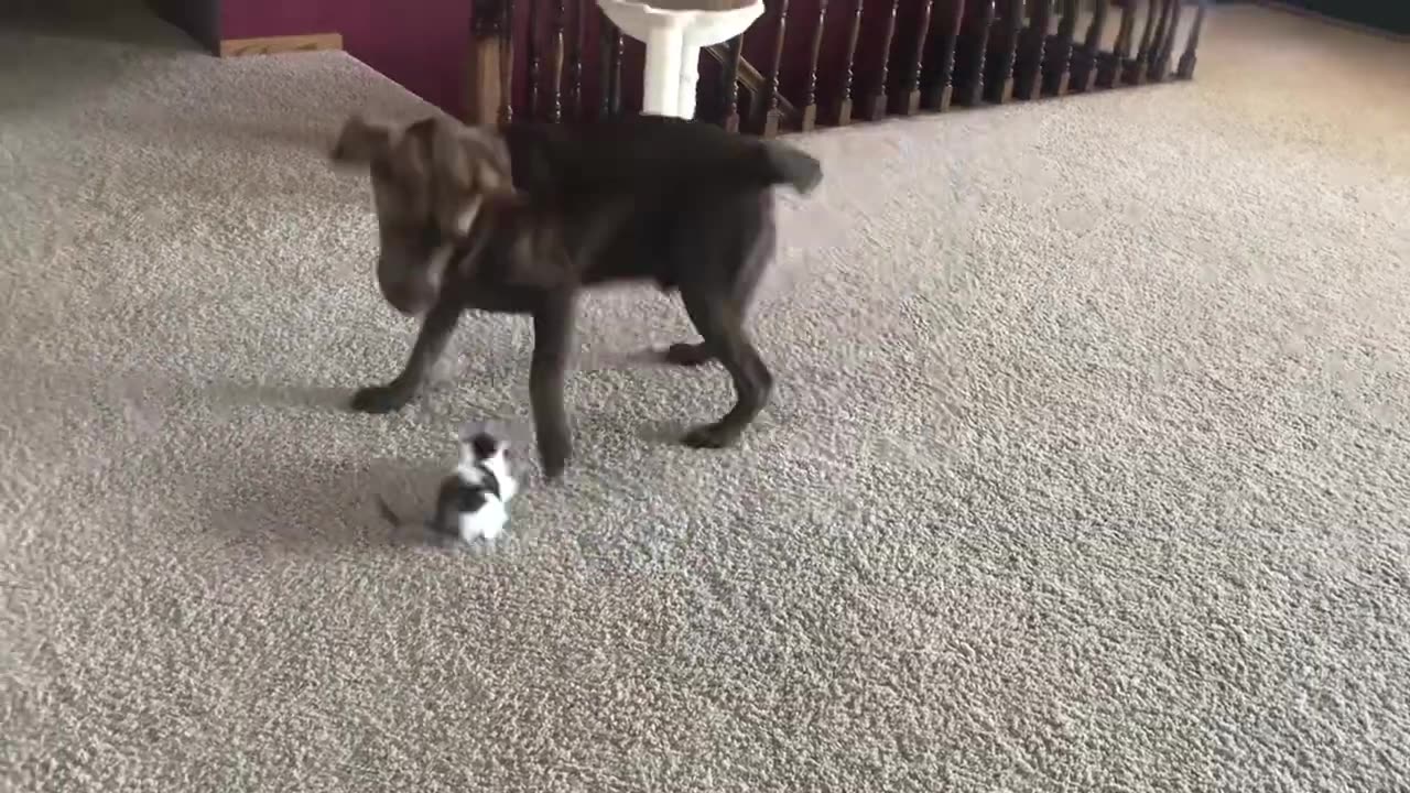 This Little Kitty Drives him Crazy