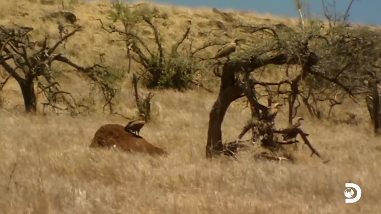 Man Thrilled to Find Fresh Zebra Meat | Man vs. Wild