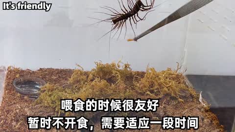 20 cm大蚰蜒開箱！壹點也不可怕，20 cm house centipede Unpacking