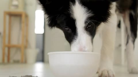 dog drinking water