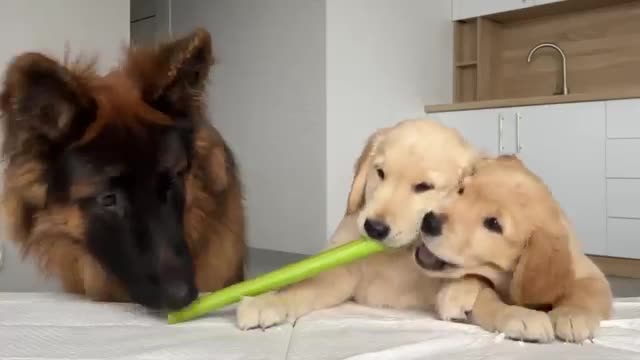 German Shepherd Reviews Food With Puppies