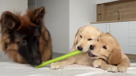 German Shepherd Reviews Food With Puppies