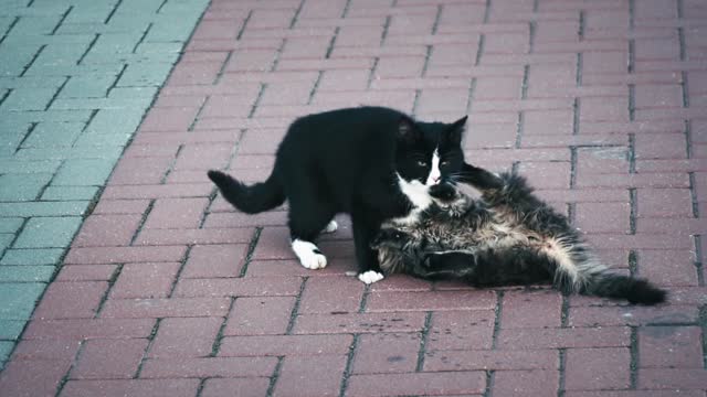 Two cats fight in the street in front of pedestrians