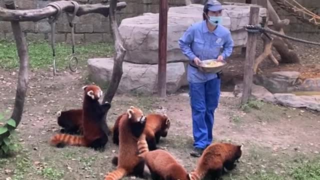 Everyone knows I'm a vegetarian # Red Panda