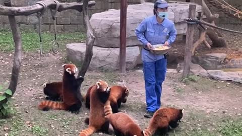 Everyone knows I'm a vegetarian # Red Panda