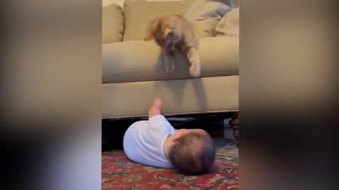 Funny cat and baby moments #shorts #video