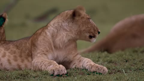 Vídeo de felino